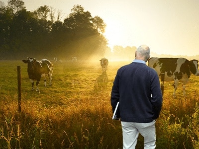 Andrew looking at cows