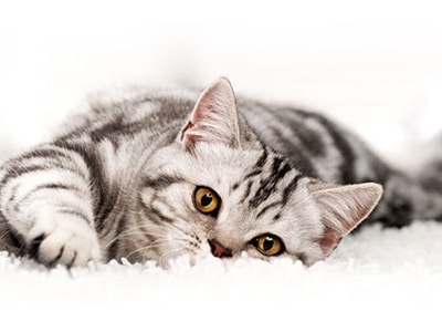 Cat lying on a carpet