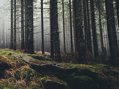 A foggy forest with tall trees
