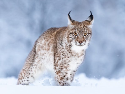 Lynx in the snow