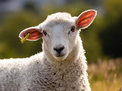 A sheep